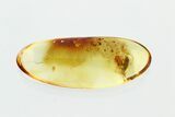 Fossil Spider Beetle (Ptinidae) in Baltic Amber #270661-1